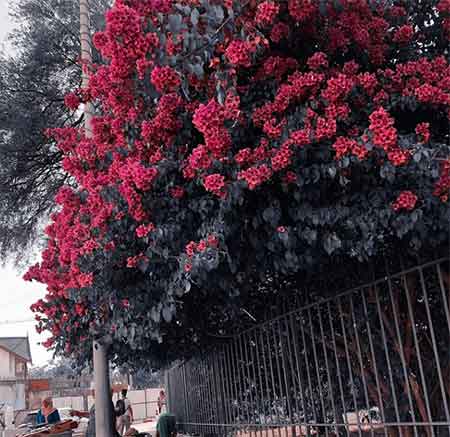 دانلود آهنگ ماشین عروسی داریوش آقا زاده